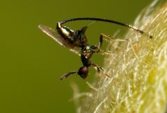 Sycoryctes hirtus