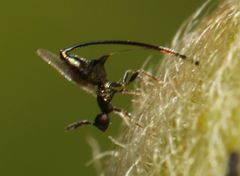 Sycoryctes hirtus