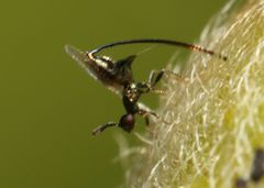 Sycoryctes hirtus