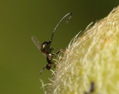 Sycoryctes hirtus