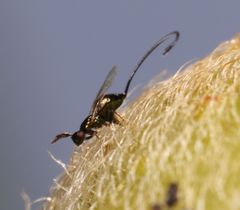 Sycoryctes hirtus