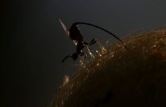 Sycoryctes hirtus