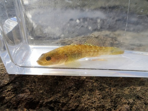 Forktongue goby (Chaenogobius annularis) — Gobiidae