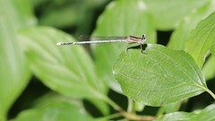 Platycnemis pennipes