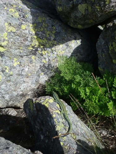 Cyren’s Rock Lizard, Comunidad de Madrid, ES-MD-MD, ES, photo 6 of 10