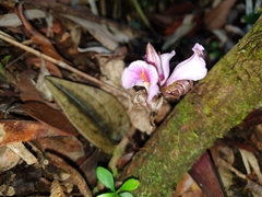 Nephelaphyllum