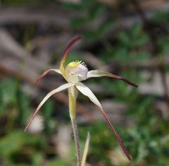 Caladenia versicolor