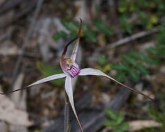 Caladenia versicolor