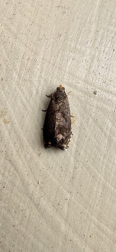 Hickory Shuckworm Moth photo 3