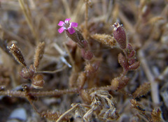 Silene sedoides