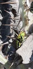 Eupholidoptera