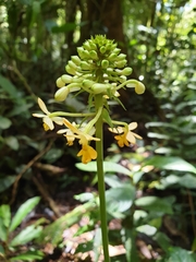 Calanthe kinabaluensis