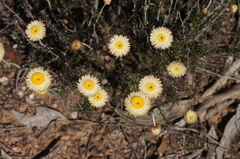 Chrysocephalum baxteri