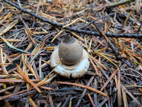 Geastrum