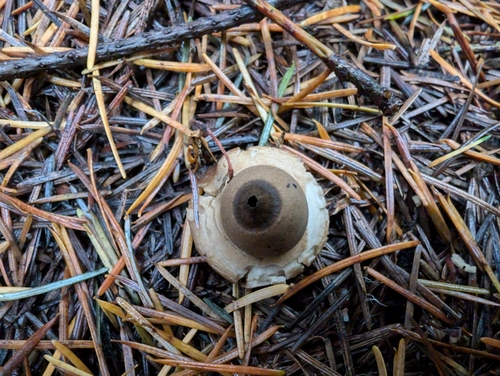Geastrum (Photo 2 of 3)