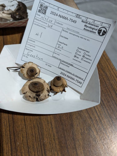 Geastrum (Photo 3 of 3)