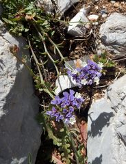 Limonium sinuatum