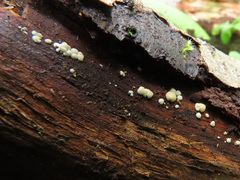 Trichoderma gelatinosum