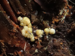 Trichoderma gelatinosum