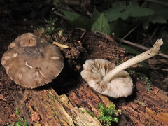 Pluteus salicinus