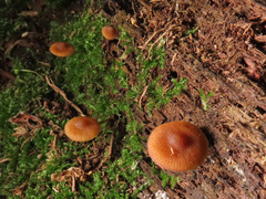 Galerina triscopa