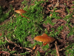 Galerina triscopa