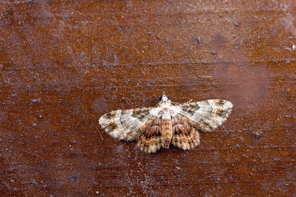 Gymnoscelis semialbida