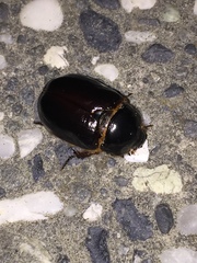 Pericoptus truncatus