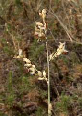 Panicum turgidum