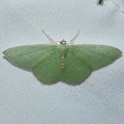 Red-fringed Emerald photo 4