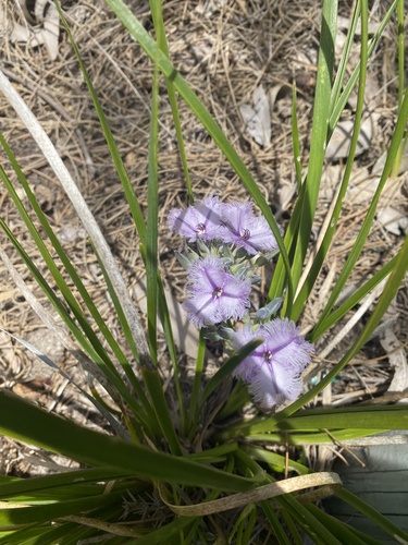 Image of Thysanotus multiflorus by (c) Enrica Longo, some rights reserved (CC BY)