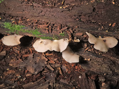 Crepidotus malachius