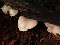 Crepidotus malachius