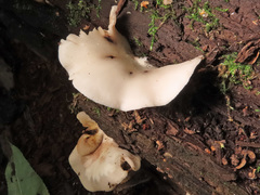 Crepidotus malachius