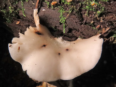Crepidotus malachius