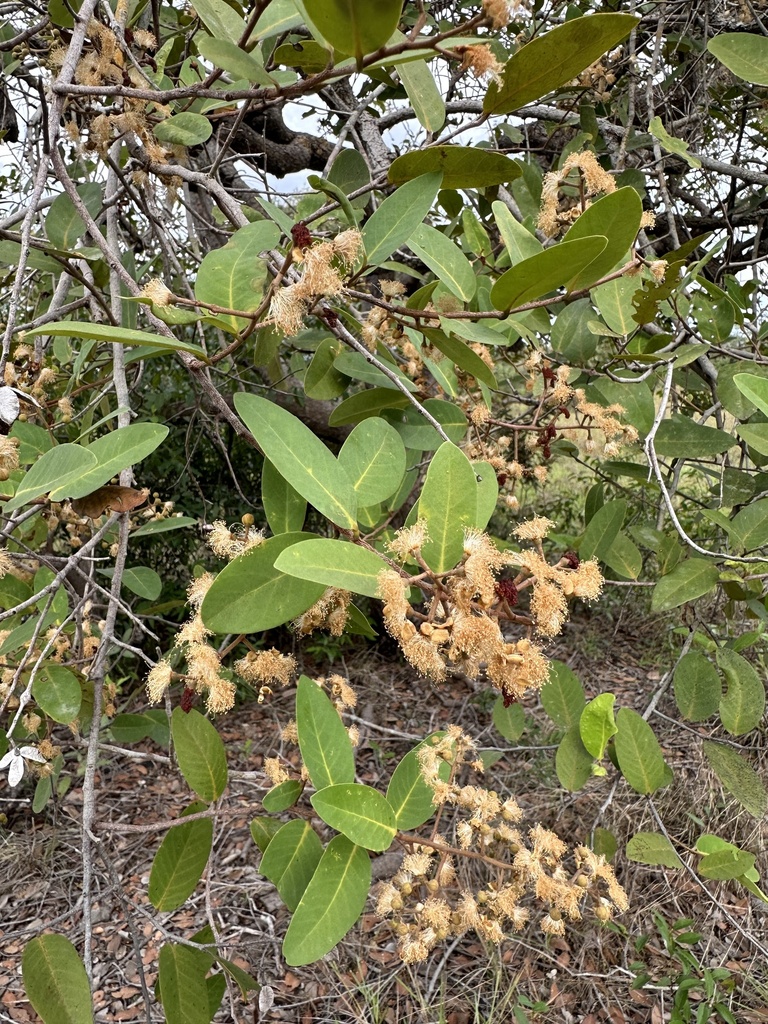 Caraipa llanorum (Caraipa llanorum)