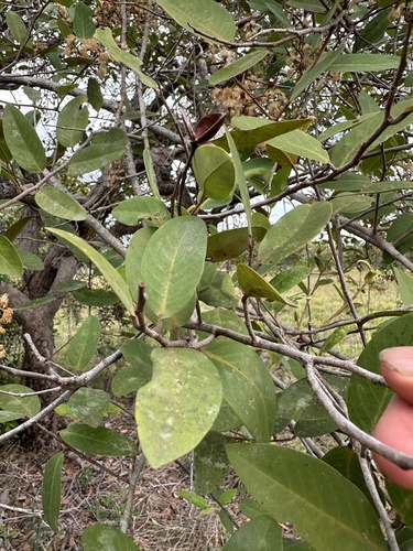 Image of Caraipa Llanorum (Caraipa llanorum) by (c) Nicolás Baresch Uribe, some rights reserved (CC BY)