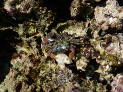 Pachygrapsus
