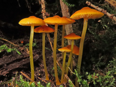 Pluteus admirabilis