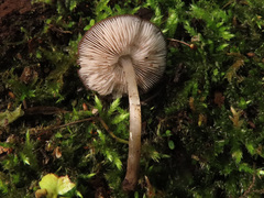 Pluteus podospileus