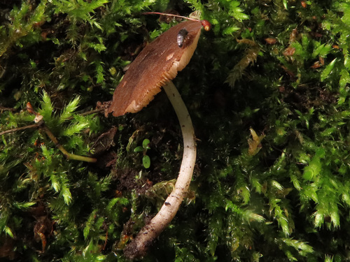 Pluteus podospileus Sacc. & Cub.