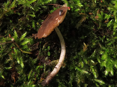 Pluteus podospileus