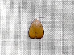 Heliohemonia monosticta