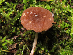 Pluteus podospileus