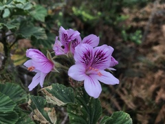 Pelargonium cucullatum strigifolium