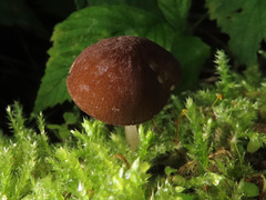 Pluteus podospileus