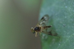 Chrysopilus nubecula
