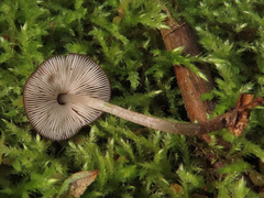 Pluteus podospileus
