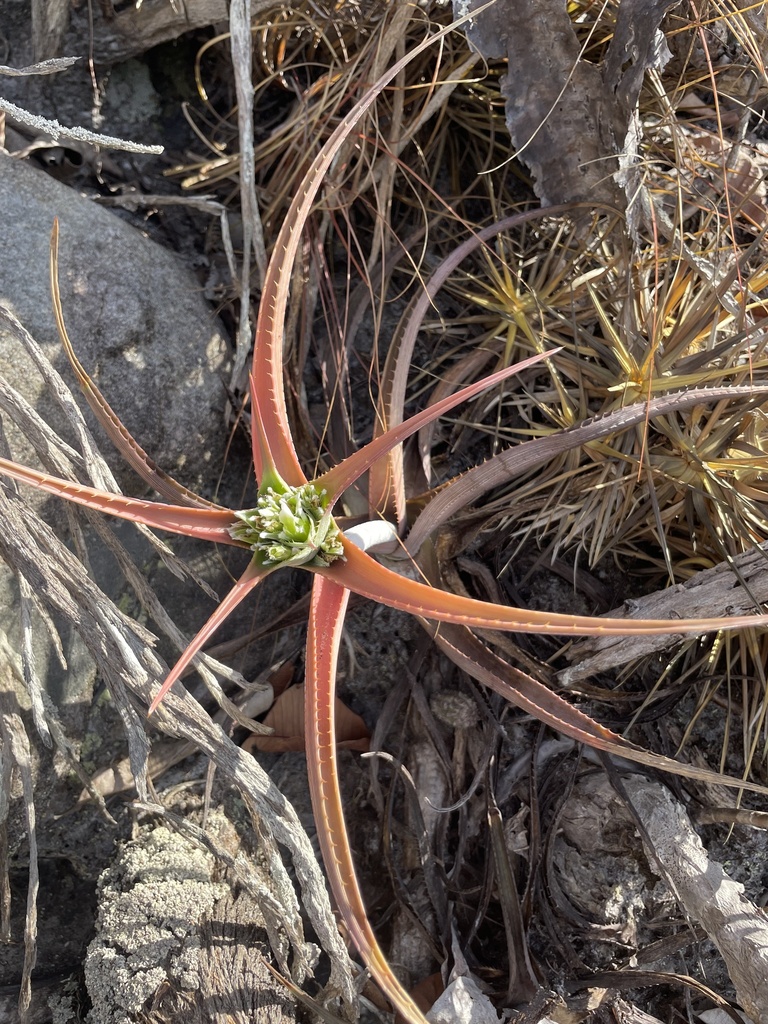 Orthophytum schulzianum