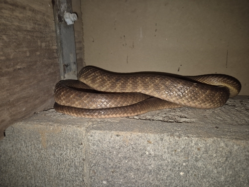 Brown Tree Snake sighting